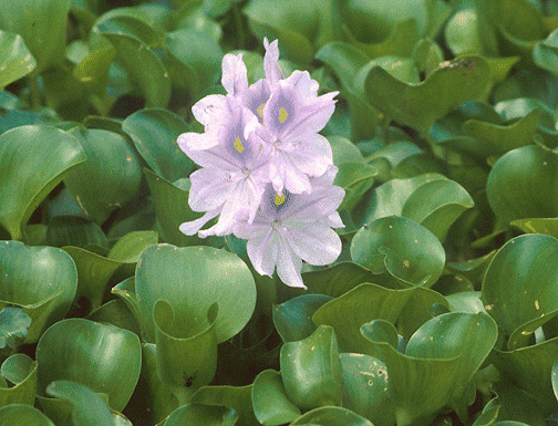 water-hyacinth-stop-aquatic-hitchhikers