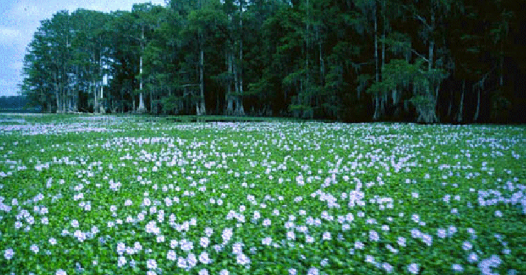 Water Hyacinth Stop Aquatic Hitchhikers